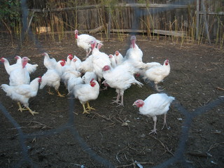 chicken