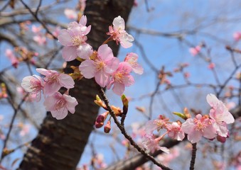 早咲きの寒桜の花咲く
