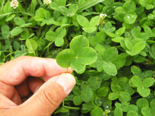 四葉のクローバー © TADAC