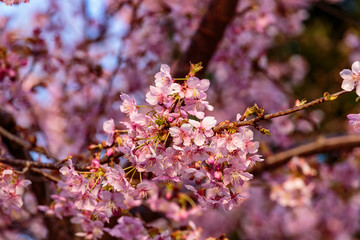 plum trees full of pink blossoms