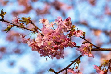 cluster of pink plum blossoms