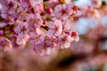 Pink plum blossoms