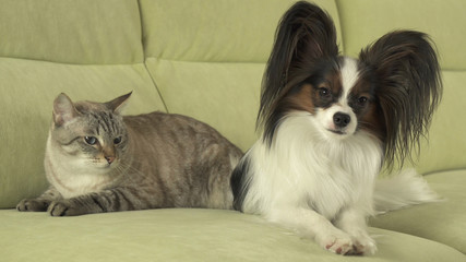 Dog Papillon with cat Thai relationship