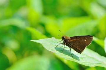 Butterfly from the Taiwan (Caltoris cahira austeni) Black lines hesperiids butterfly