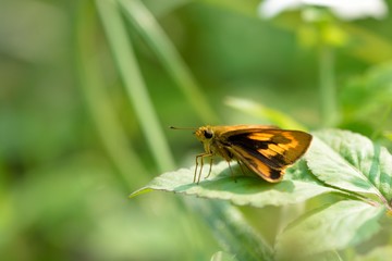 Butterfly from the Taiwan (Telicota ohara subsp. formosana Fruhstorfer) Red Bamboo hesperiids butterfly
