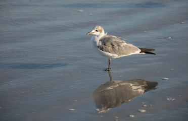 seagull reflects at sunset on the beach