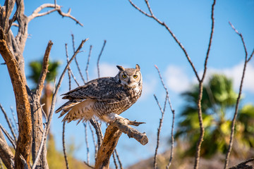 Great Horned Owl
