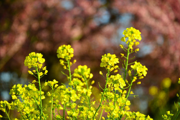 豊前の菜の花