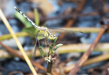 Dragonfly