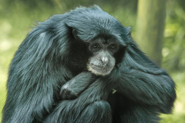 Black Siamang Gibbon sitting with arms crossed waiting and thinking.