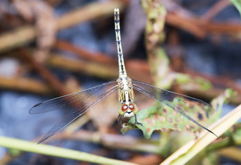 Dragonfly