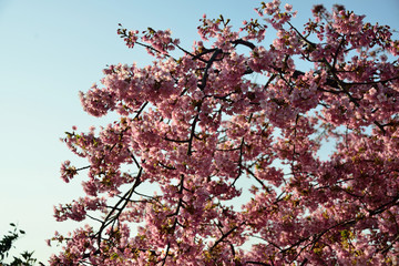 豊前の河津桜
