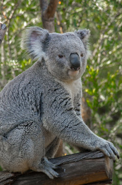 Koala Bear posing for a portrait picture