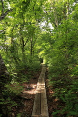 獅子ヶ鼻湿原のブナの森　Shishigahana-wetlands and Beech forest(Agariko) / Nikaho, Akita, Japan	