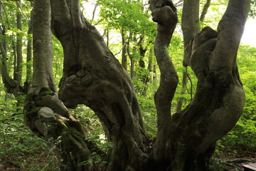 獅子ケ鼻湿原　ブナの原生林（あがりこ）　Shishigahana-wetlands and Beech...