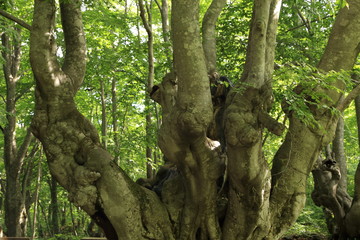 獅子ケ鼻湿原　ブナの原生林（あがりこ）　Shishigahana-wetlands and Beech forest(Agariko) / Nikaho, Akita, Japan	