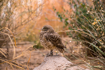 Burrowing Owl