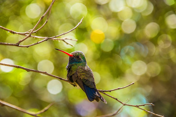 hummingbird on a branch