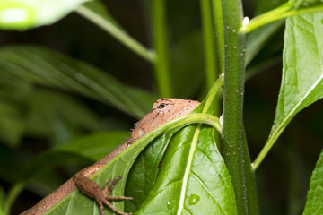 lizard