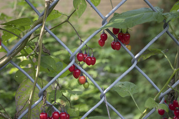 Red berries and leaves with chain link fence