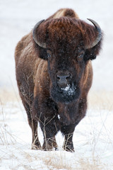American buffalo (bison) in snow - 197578599