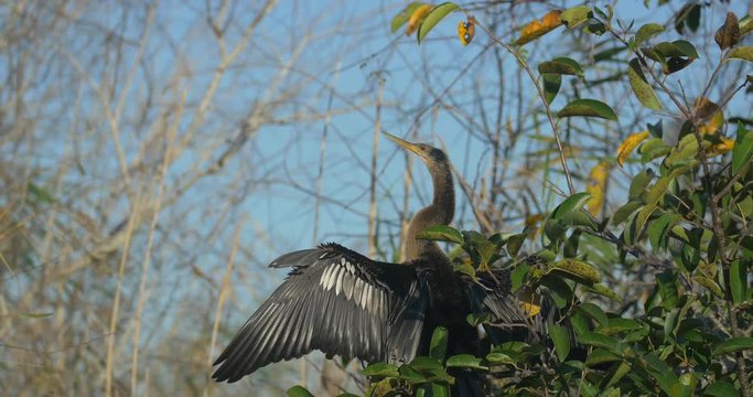 Anhinga bird on a tree branch