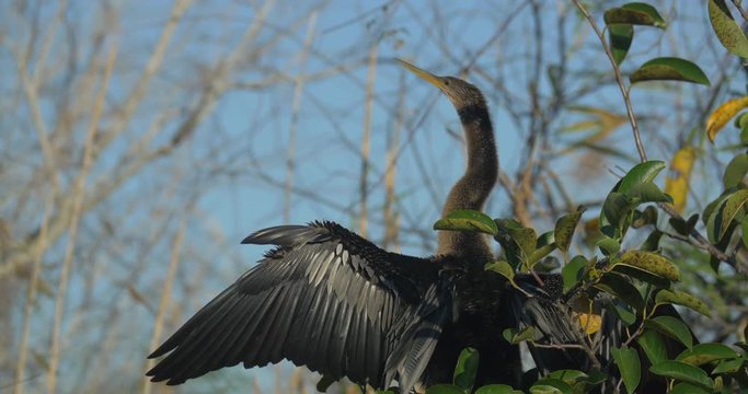 Close up of an anhinga bird 