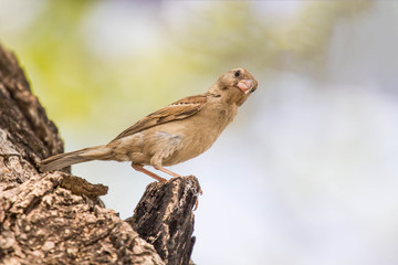 Birds caught on the branches of trees, It looked at the camera with suspicion.