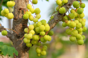 Star gooseberry fruit. Phyllanthus acidus, known as the Otaheite gooseberry , star , damsel, grosella , karamay