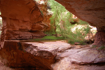 Dripping waterfall in canyon oasis in the Bears Ears wilderness in Southern Utah.