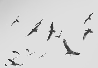 Birds