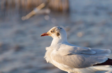 Seagull