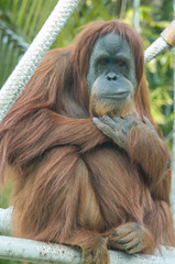 Sumatra Orangutan posing for a portrait while making a face