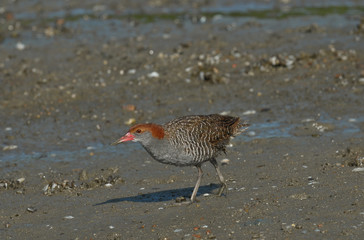 Slaty-breasted Rail on swamp area