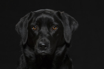 Fototapeta na wymiar Portrait eines schwarzen Labradors