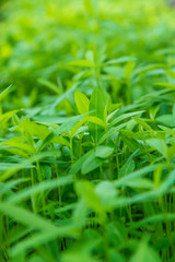 Fototapeta na wymiar Closeup fresh green leaves with blur background