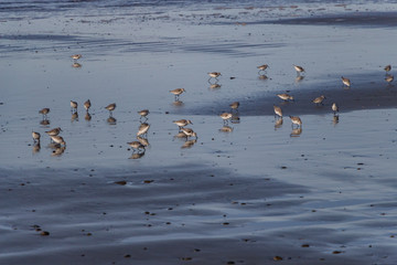 Sanderling wading birds on the beach