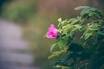 Flower near the road
