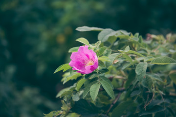 Flower near the road