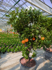 orange tree laden with fruits in a greenhouse with flower pots