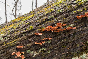 Close-up of Polypores on trees