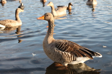 ducks
