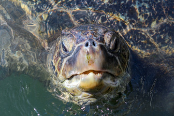 Obraz premium A turtle breathing on the water surface