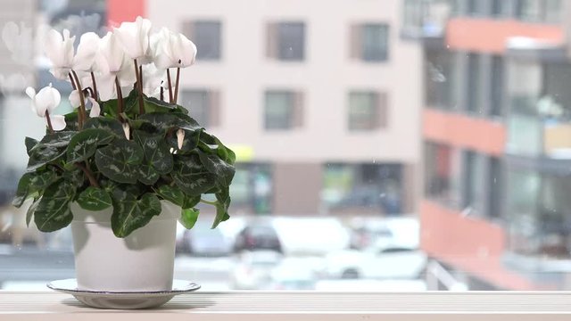 White cyclamen flower in pot on window sill and snow falling outside in winter