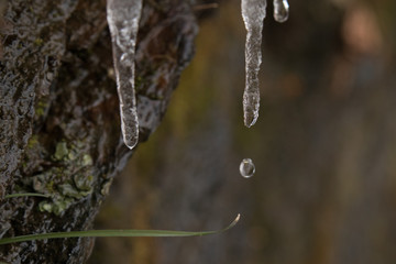 Icicle with water drop close-up