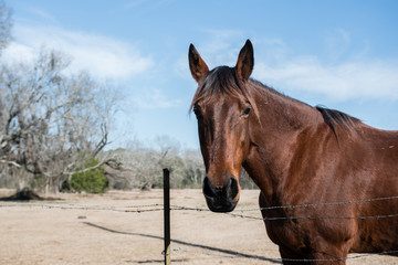 Bay horse to the left - horizontal