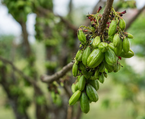 Fototapeta na wymiar Fresh Bilimbi, Bilimbing, Cucumber (Averrhoa Bilimbi) fruits on tree
