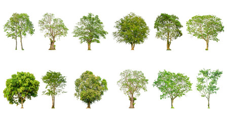 Set of tree shape and Tree branch on white background for isolated, Multiple tree on white background with clipping path.