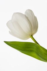 Blossoming bud of the white tulip on light background. Closeup, selective focus