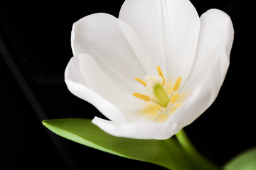 Blossoming bud of the white tulip on dark background. Closeup, selective focus